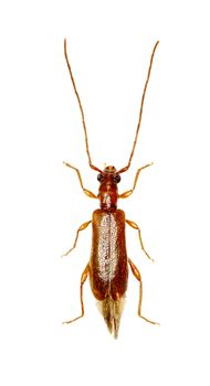 Brown Longhorn Beetle Obrium on white Background  -  Obrium brunneum (Fabricius 1792)