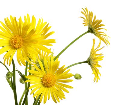 Yellow chamomile isolated on a white background