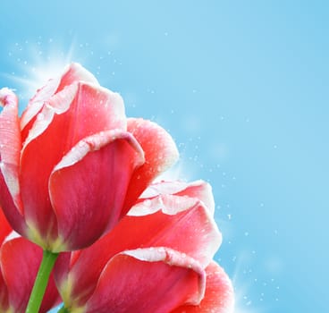 Beautiful red tulip on a blue background