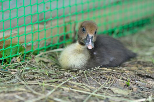 The little musk duck on green grass