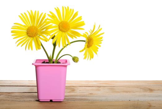 Yellow chamomile in a flower pot isolated