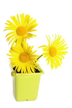 Yellow chamomile in a flower pot isolated