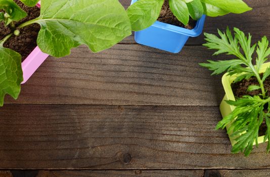 Green plant in pot on wooden background