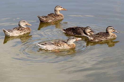 Family of ducks on the lake. photo