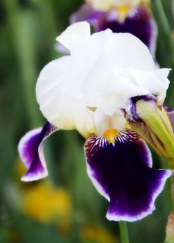 one big violet and white iris on the garden. photo