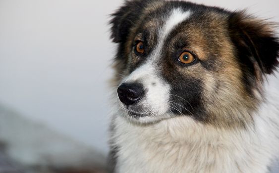 A stray dog with a piercing gaze. a photo