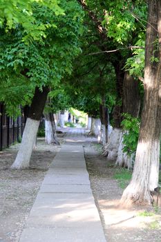 A path through the park between the trees. a photo