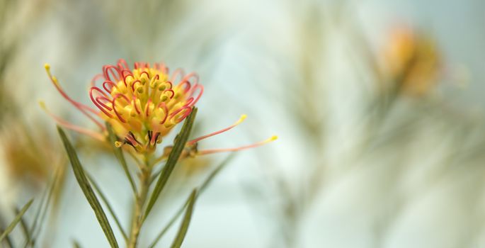 Condolence card sad occasion background with Australian flora theme and space for greeting