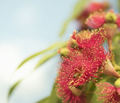 Australian nature, red flowers of gum tree with bee collecting pollen closeup