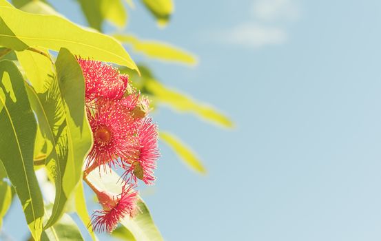 Australian red gum flowers in sunlight with blue sky condolence background