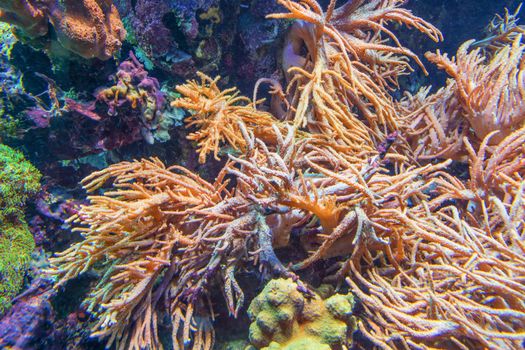 Underwater shot, fish in an aquarium with coral and sea anemone.