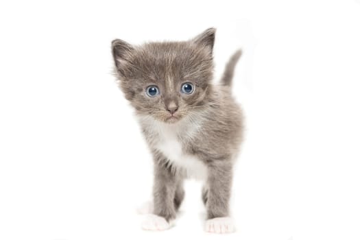 The picture shows a kitten on a white background