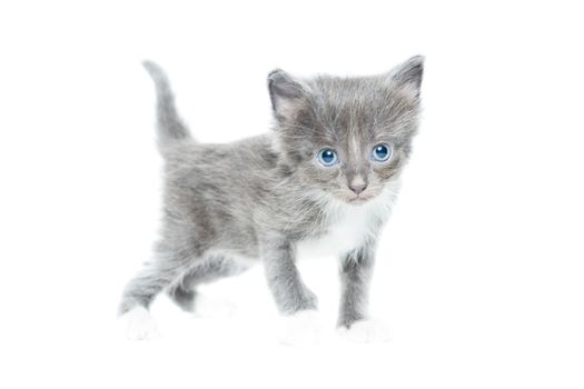 The picture shows a kitten on a white background