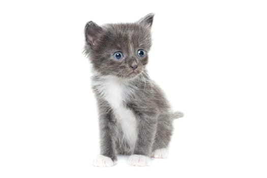 The picture shows a kitten on a white background