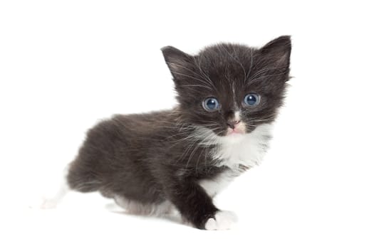 The picture shows a kitten on a white background