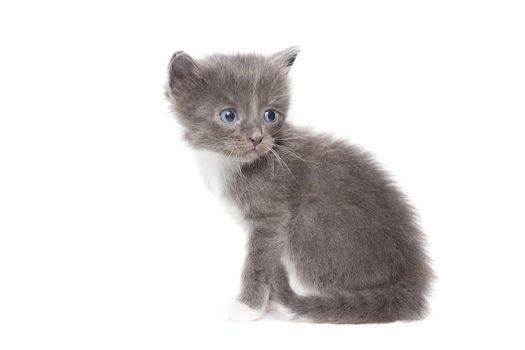 The picture shows a kitten on a white background