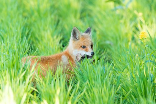 The picture shows a fox on the grass