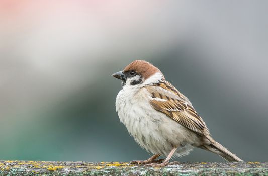 The photograph depicts a young sparrow on branch