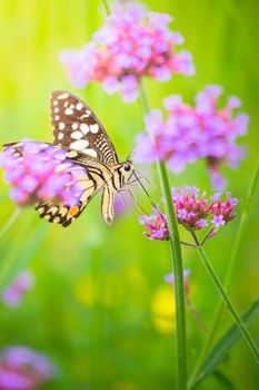 Beautiful Butterfly on Colorful Flower, nature background