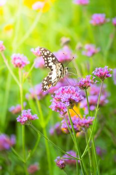 Beautiful Butterfly on Colorful Flower, nature background