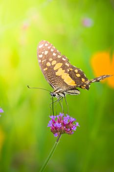 Beautiful Butterfly on Colorful Flower, nature background