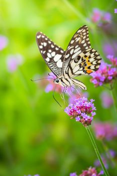 Beautiful Butterfly on Colorful Flower, nature background