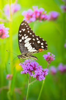 Beautiful Butterfly on Colorful Flower, nature background