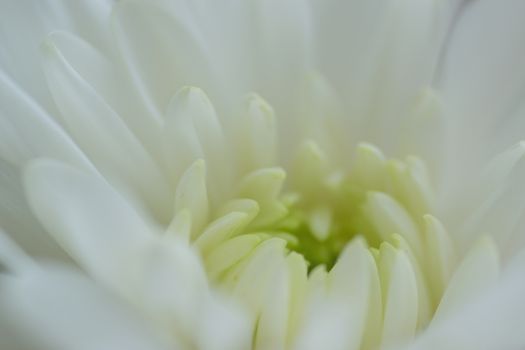 Macro details of white Dahlia flower petals in horizontal frame