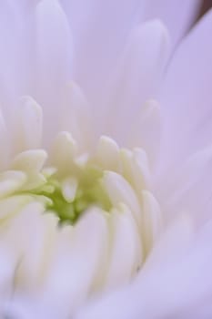 Macro details of white Dahlia flower petals in vertical frame