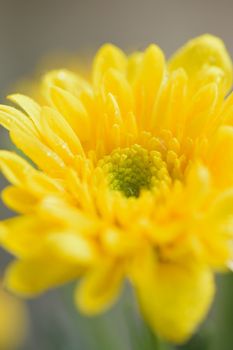 Macro details of yellow Dahlia flower petals in vertical frame