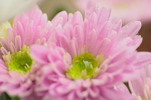 Macro texture of pink Dahlia flower petals with water droplets in horizontal frame