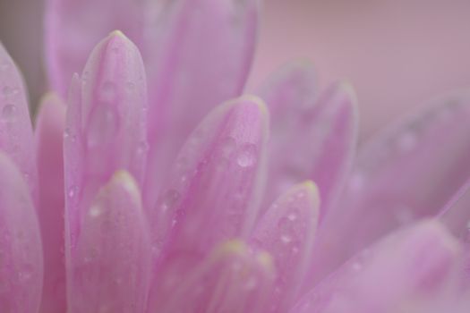 Macro texture of pink Dahlia flower petals with water droplets in horizontal frame