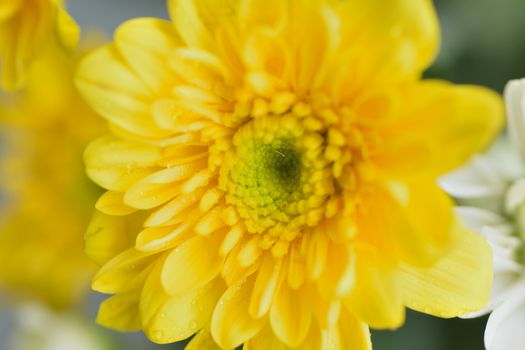 Macro details of yellow Dahlia flower petals in horizontal frame