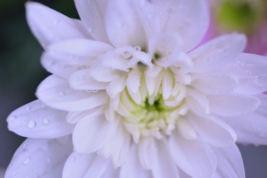 Macro details of white Dahlia flower petals with water droplets in horizontal frame