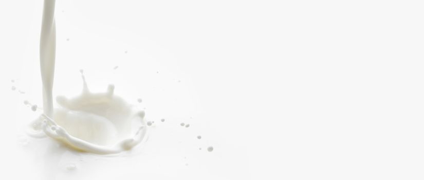 Pouring milk splash isolated on white background macro