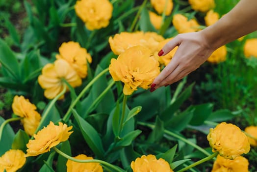 Female hand touching tulip in garden