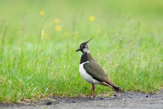 The picture shows a lapwing on the grass