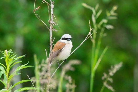 The photo depicts a crook on a branch