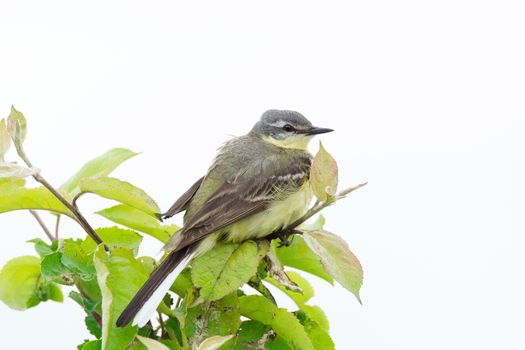 The photograph shows a wagtail on a branch