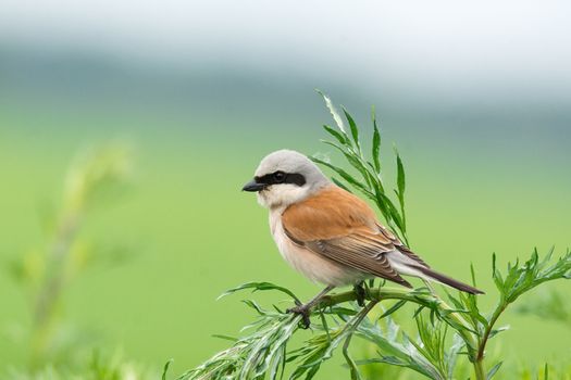 The photo depicts a crook on a branch