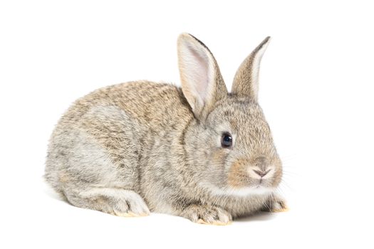 The picture shows a rabbit on a white background