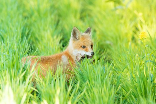 The picture shows a fox on the grass