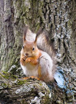 a red squirrel sits high in a tree and eats nuts