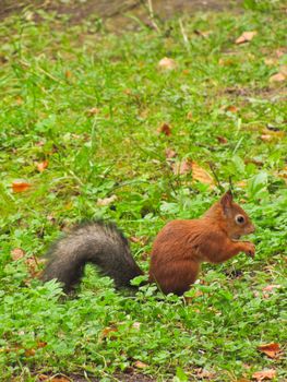 a little red squirrel sitting on the ground waiting for the nuts