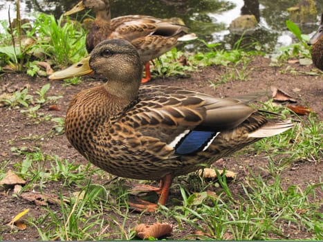 duck closeup, came to the shore of a lake or pond
