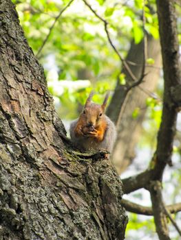 a red squirrel sits high in a tree and eats nuts