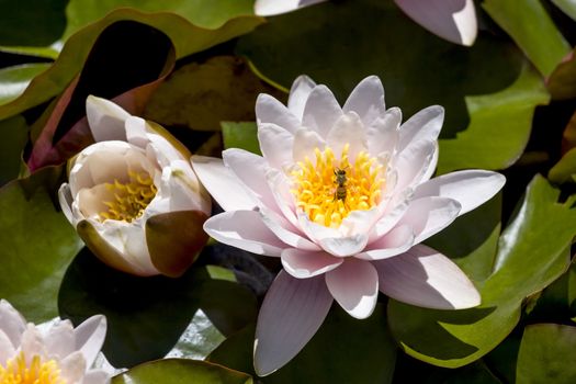 This is an image of a honeybee collecting pollen on a lotus in a lily pond. Captured a formal garden in San Francisco, California.