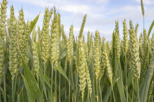 agricultural field, nature and agriculture farming series