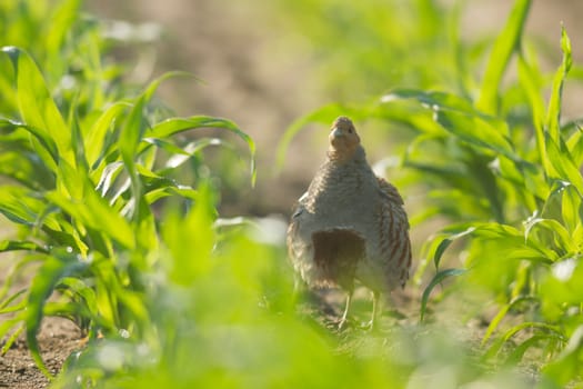 agricultural field, nature and agriculture farming series