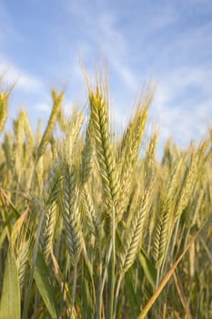 agricultural field, nature and agriculture farming series